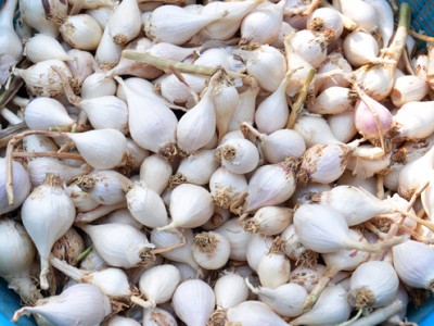Đơn vị cung cấp tỏi cô đơn tại Thành phố Hồ Chí Minh