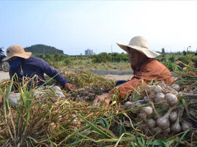 Mua Tỏi Lý Sơn Xuất Khẩu Chọn Đơn Vị Nào Uy Tín