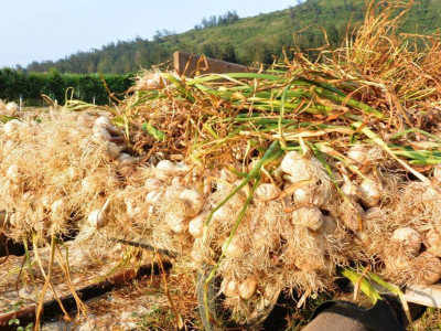 Mua tỏi Lý Sơn ở TPHCM, Đơn vị cung cấp sỉ và lẽ Tỏi Lý Sơn