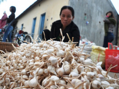 Tỏi Lý Sơn, điểm mua bán tỏi Lý Sơn chính gốc tại Tphcm