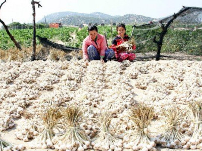 Địa điểm bán sỉ và lẽ tỏi Lý Sơn Quảng Ngãi tại Tphcm