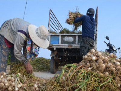 Cung cấp tỏi lý sơn thật chính gốc tại Tphcm