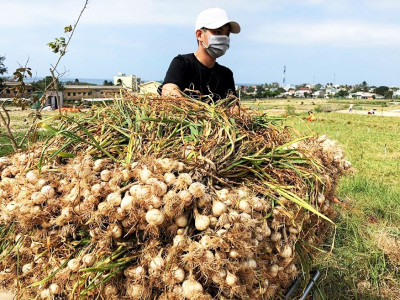 Mua Tỏi Lý Sơn làm quà biếu ở đơn vị nào thật chính gốc 100%