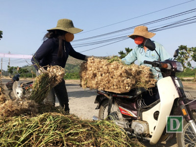 Địa điểm bán Tỏi Lý Sơn uy tín giá rẽ chất lượng chính hiệu