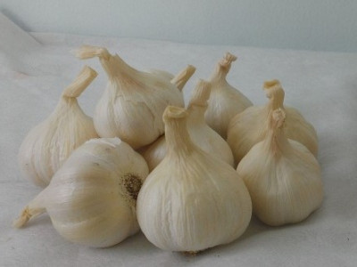 Địa điểm bán Tỏi Lý Sơn chính gốc huyện đảo Lý sơn, cam kết hàng thật