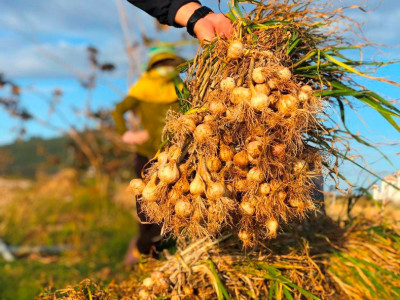 Đơn vị cung cấp tỏi lý sơn xuất khẩu uy tín giá tốt