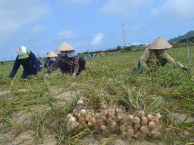 Điểm bán Tỏi Lý Sơn sỉ và lẽ uy tín chất lượng chính gốc