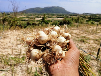 Vựa Tỏi Lý Sơn xuất khẩu chất lượng uy tín chính hiệu giá rẽ