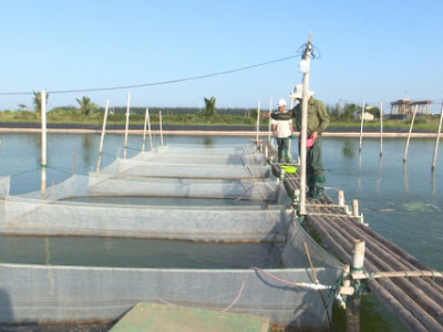 Công ty sản xuất và cung cấp giống thủy hải sản tại Bình Thuận