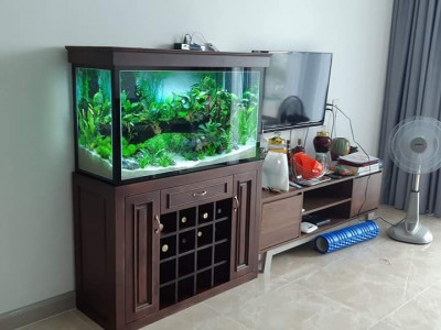 Cung cấp thiết bị thủy sinh, cá cảnh uy tín giá rẽ tại TPHCM