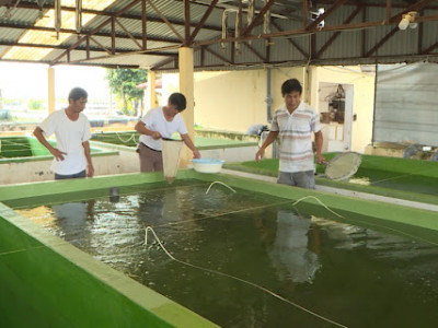 Công ty sản xuất và cung cấp giống thủy hải sản tại Long An