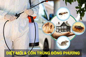 Diệt Mối & Côn Trùng Đông Phương